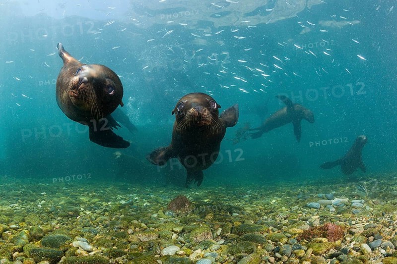 California Sea Lion