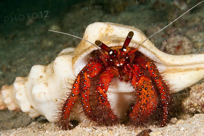 Red hermit crab