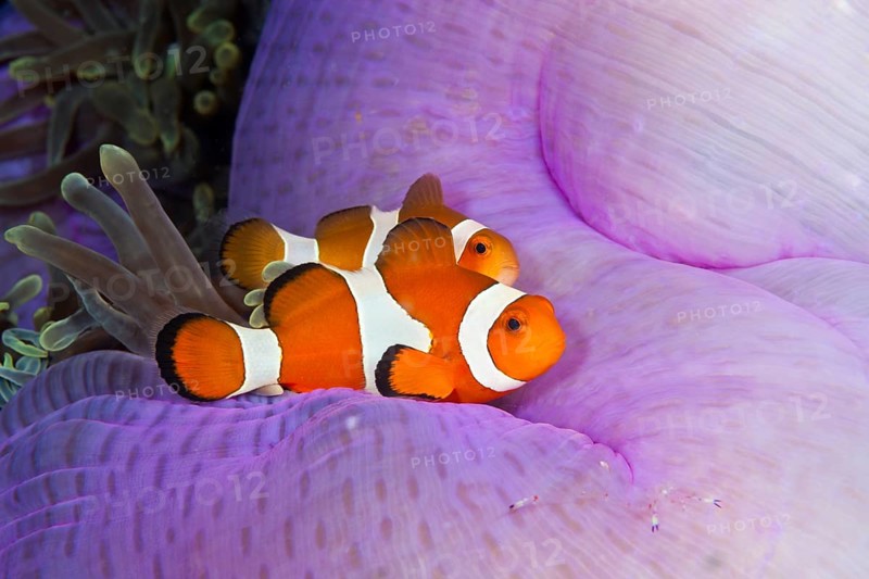 Ocellaris Clownfish