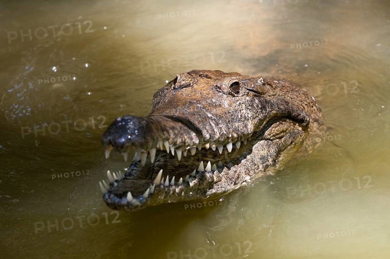 Freshwater crocodile