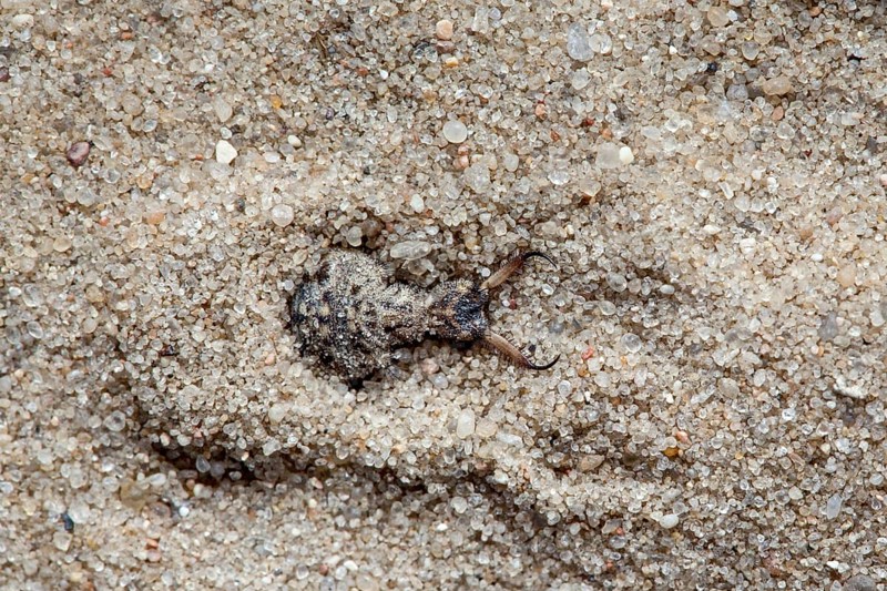Ant lion in the sand