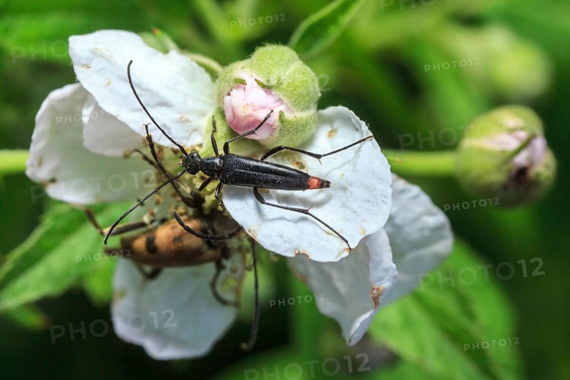 Strangalia nigra