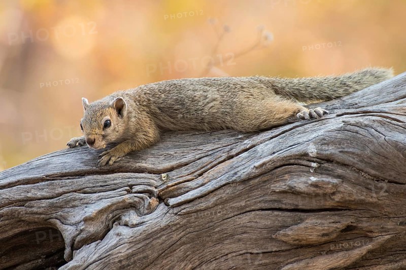 Smith's bush squirrel
