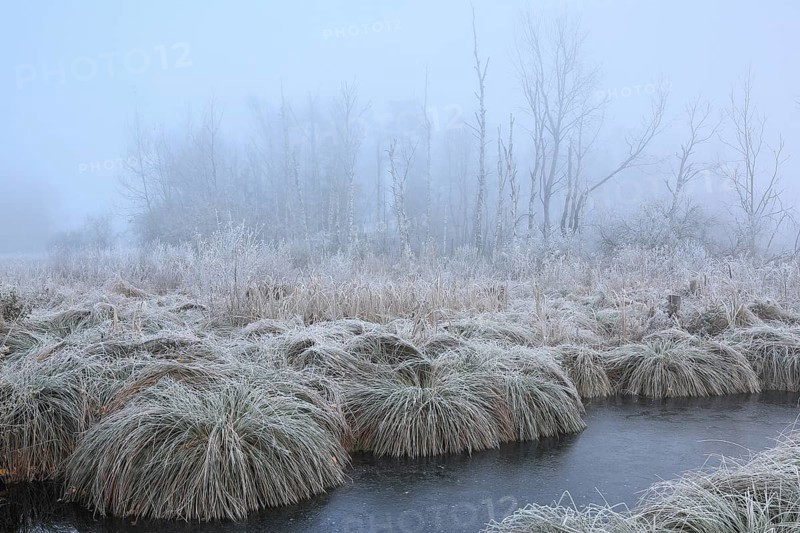 Sedge bulrushes