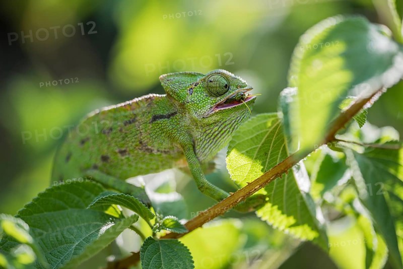 Mediterranean chameleon