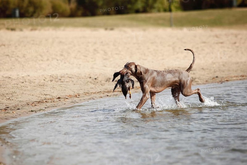 Weimaraner