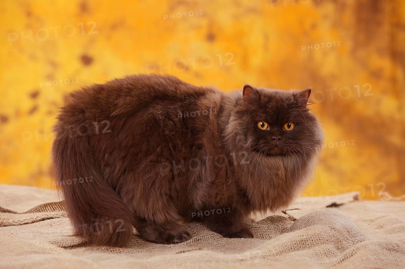 British Longhair