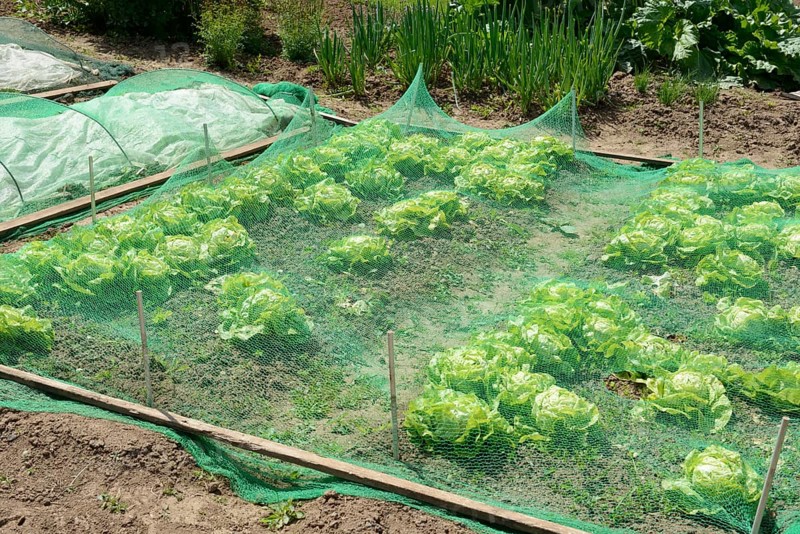 Vegetable patch with salad