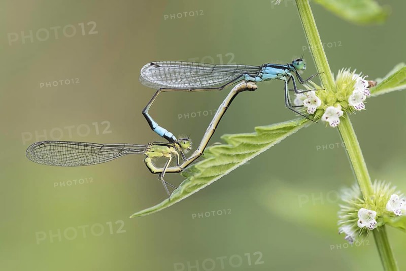 Blue-tailed damselfly