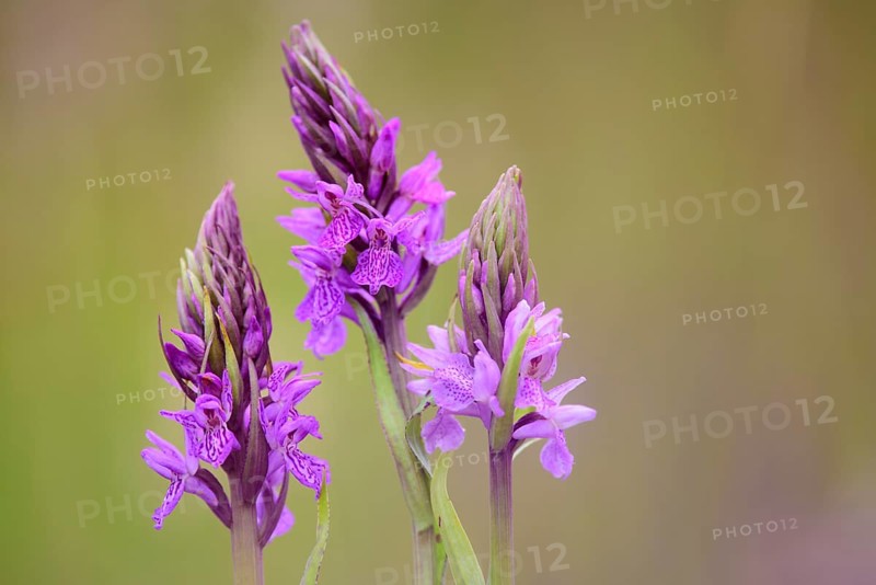 Southern marsh orchid