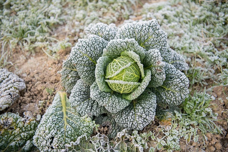 Savoy cabbage