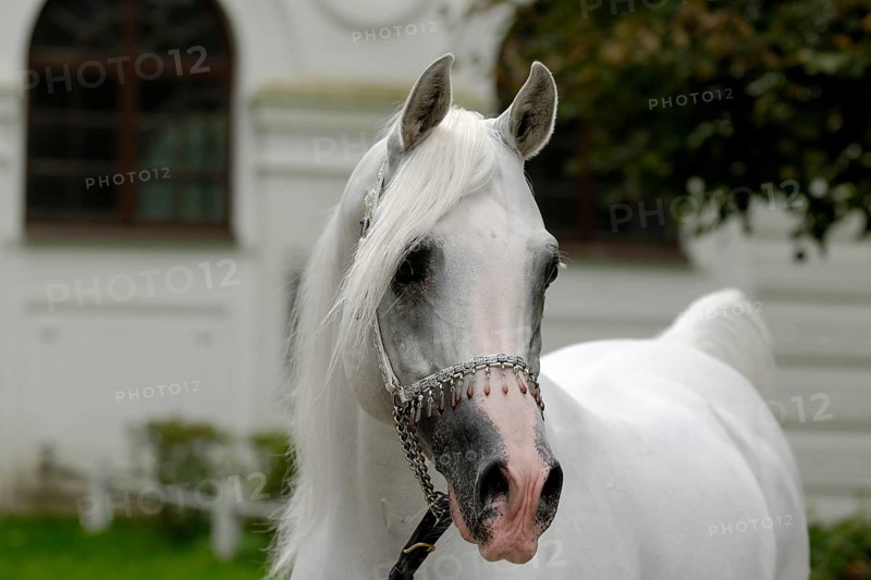 Arabian thoroughbred