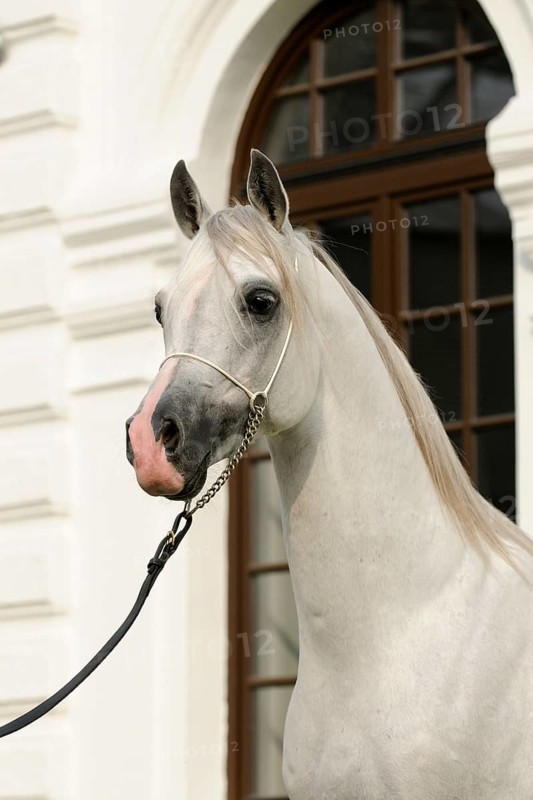 Arabian thoroughbred
