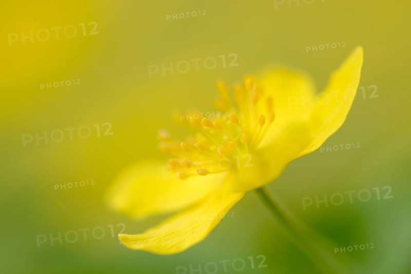 Yellow Anemone