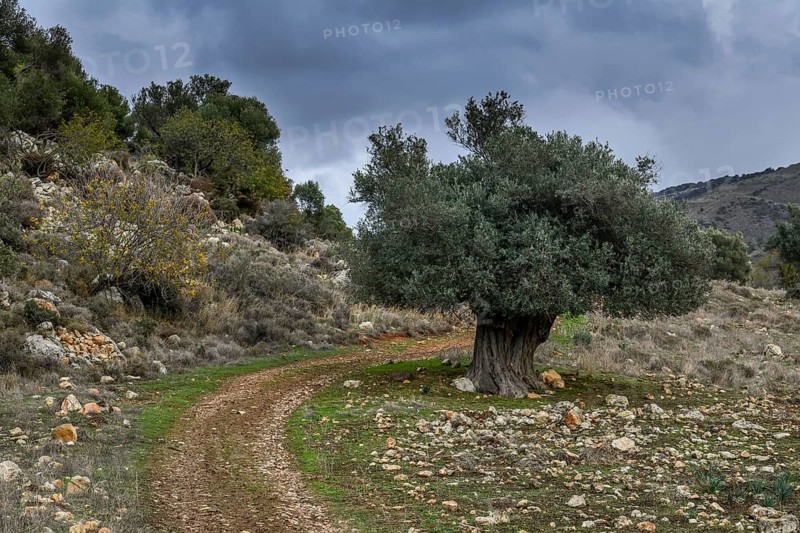 Olive tree