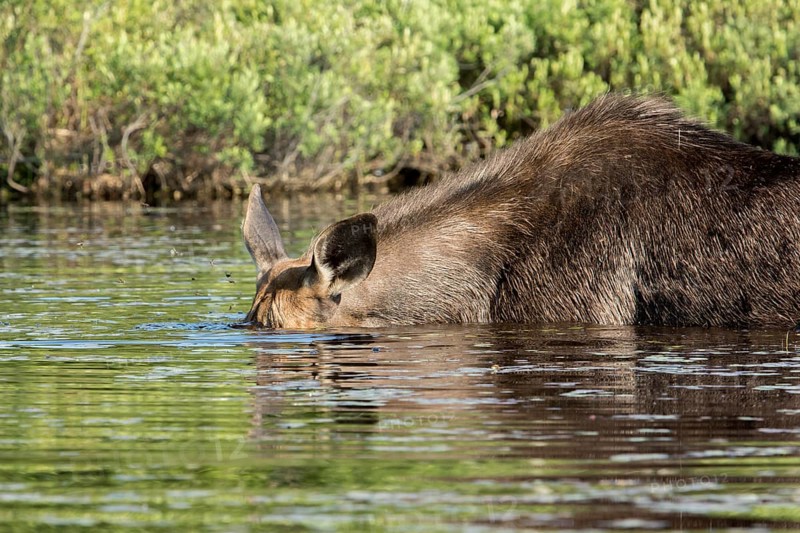 American elk