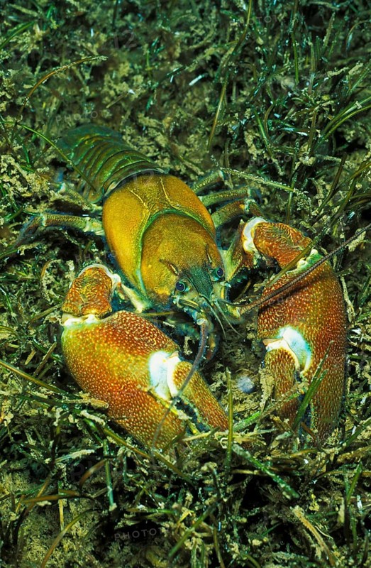 Signal Crayfish