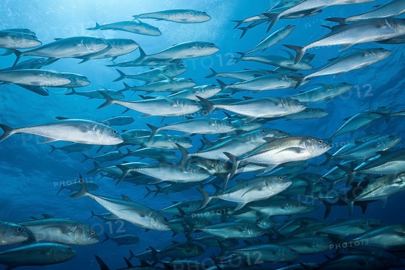 Shoal of Bigeye Trevally
