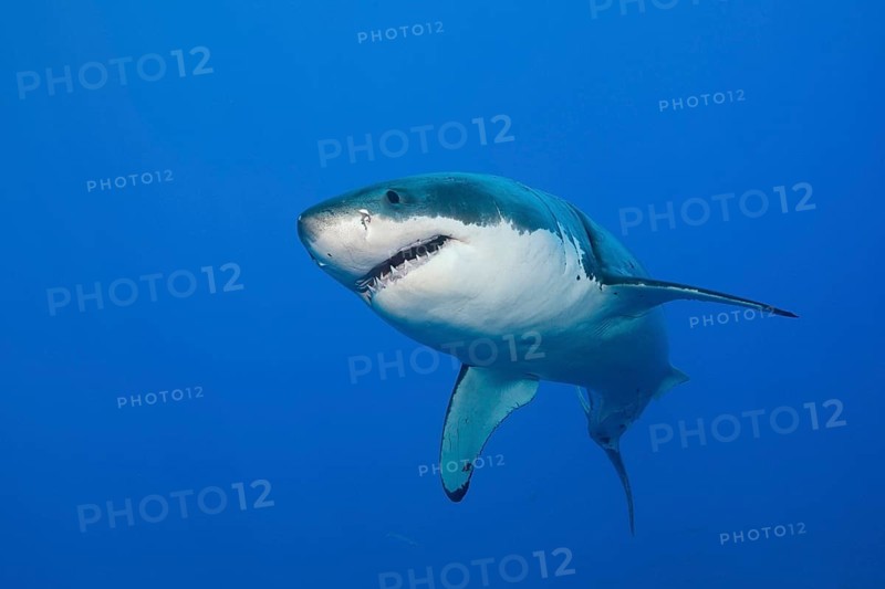 Great white shark