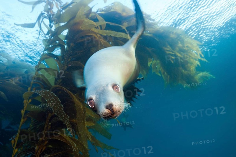 California sea lion