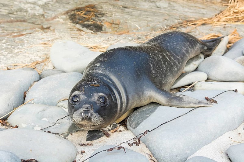 Sealion Island