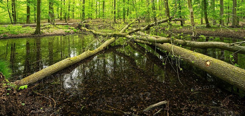 Pond with fallen trees