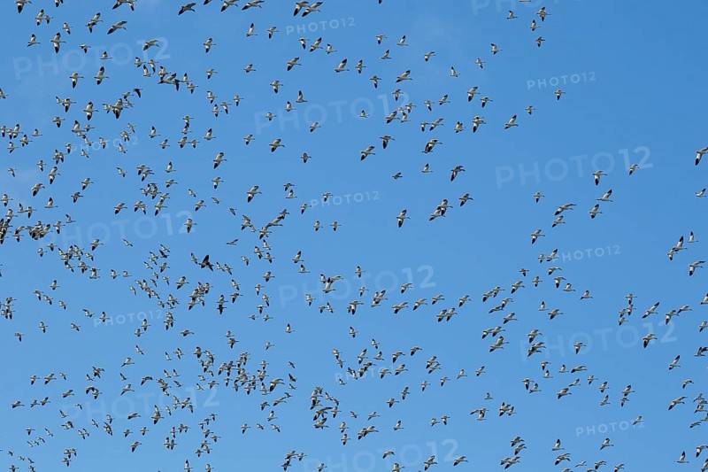 Snow geese