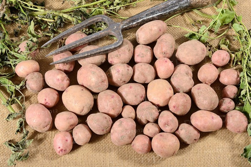 Potatoes