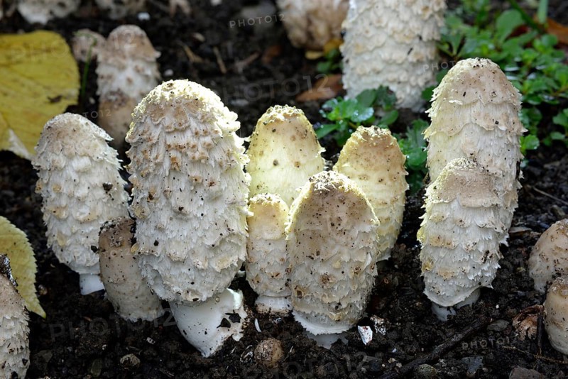 Shaggy ink cap