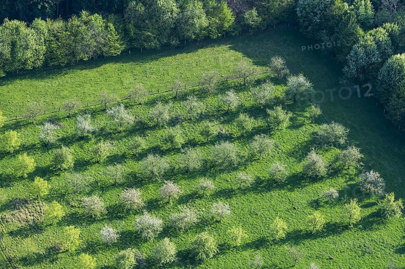 Orchard