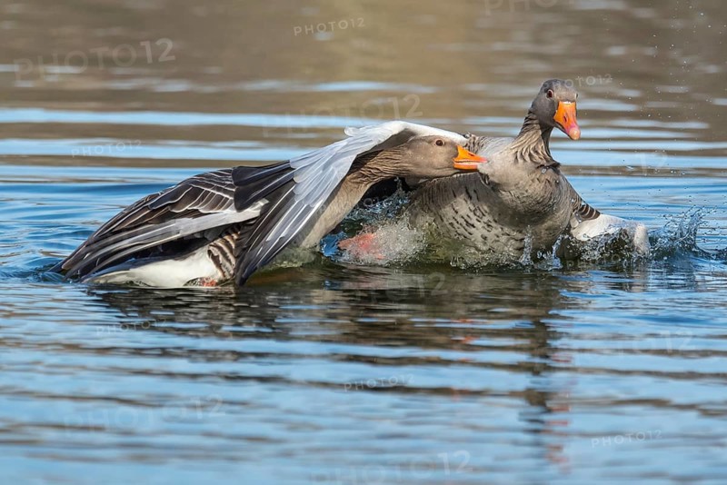 Greylag geese