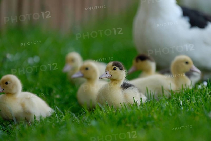 Native muscovy duck with ducklings