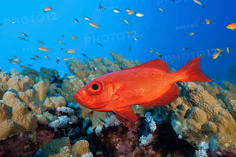 Common Bigeye