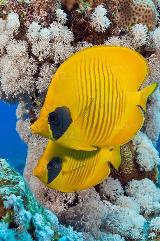Pair of masked butterflyfish