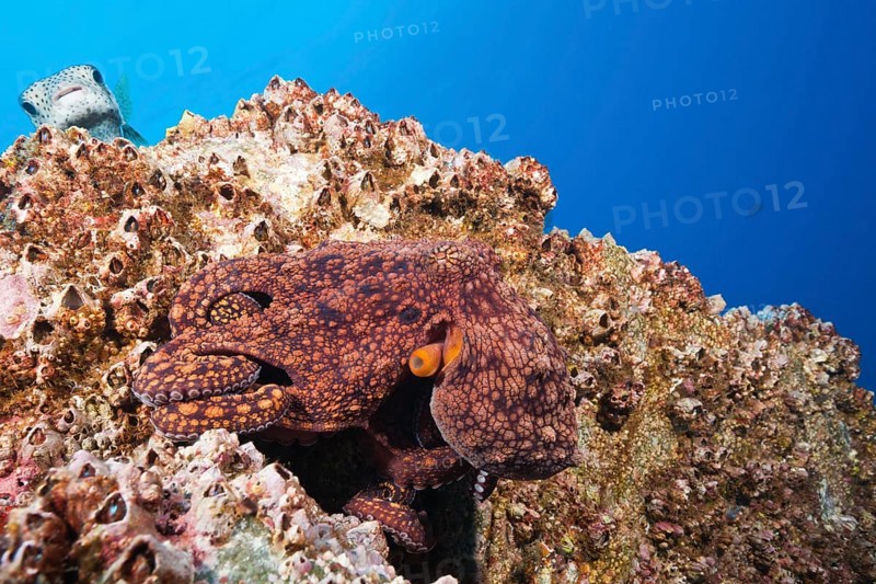 Common Octopus