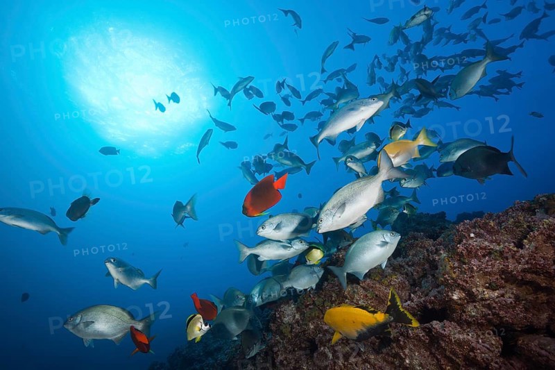 Shoal of bluegill at cleaning station