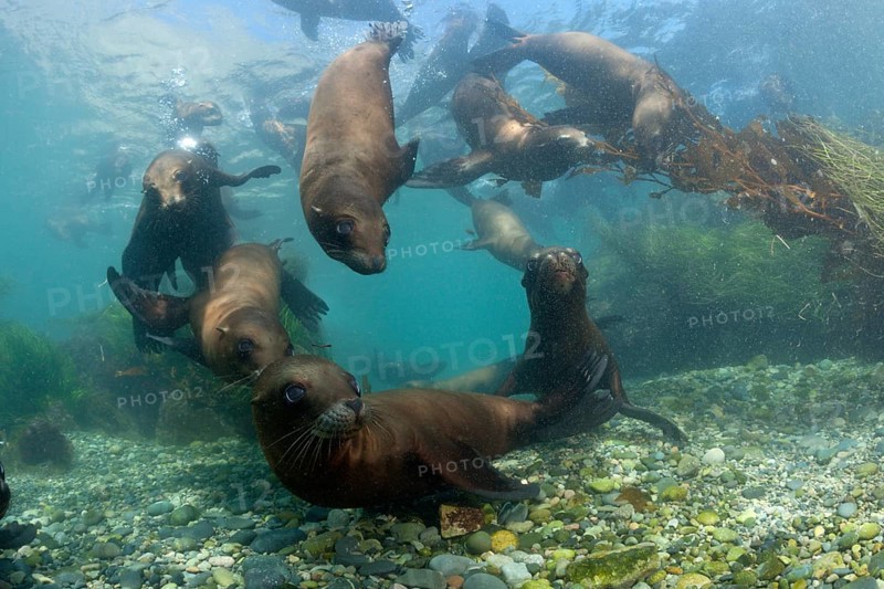 California sea lions