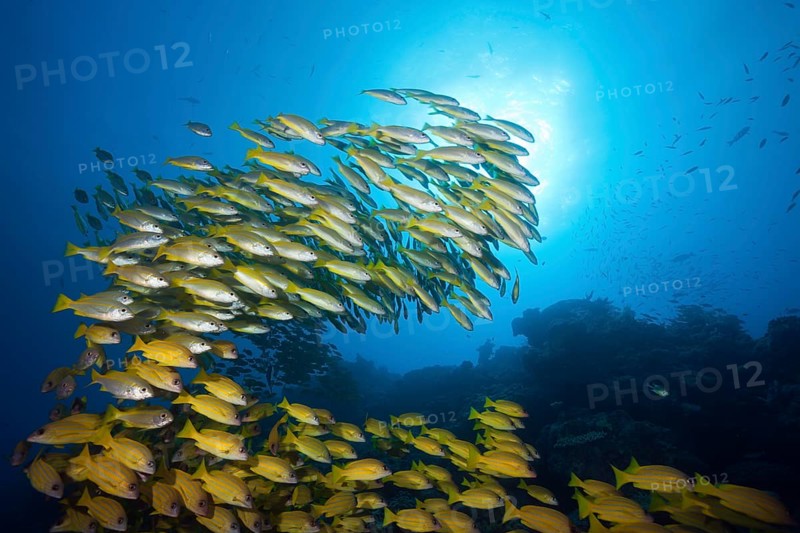 Shoal of bigeye snapper and five-striped snapper