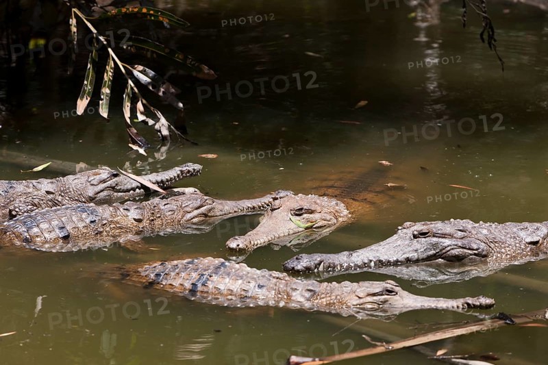 Freshwater crocodile