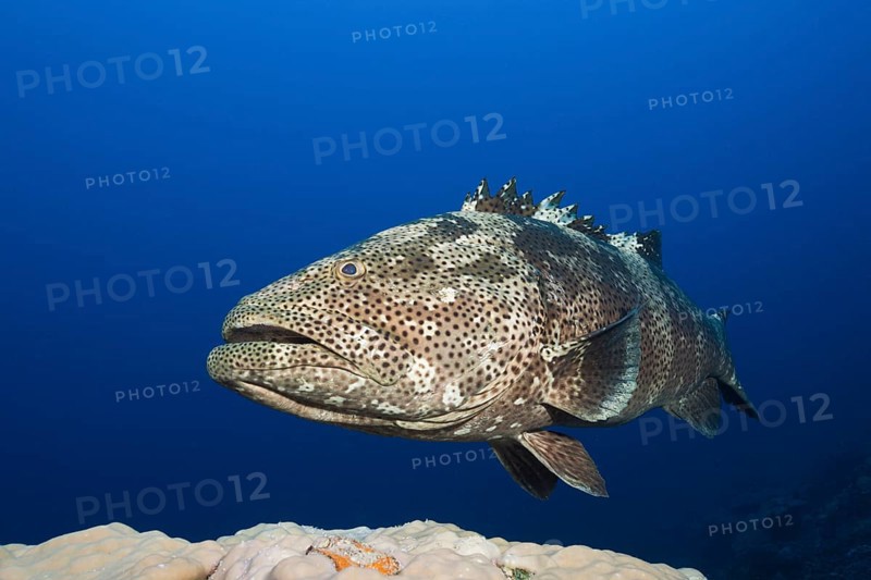 Malabar grouper