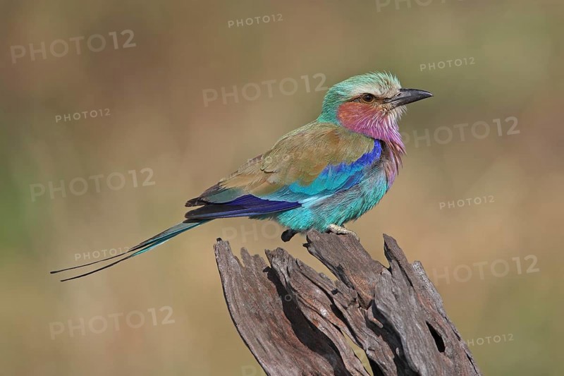 Lilac-breasted Roller