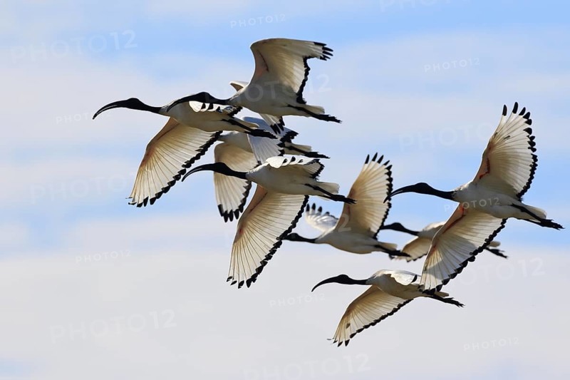 African sacred ibis