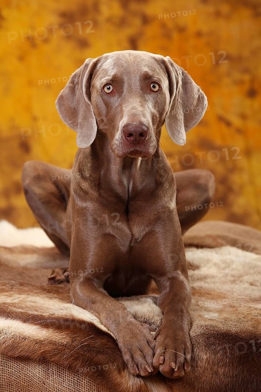 Weimaraner
