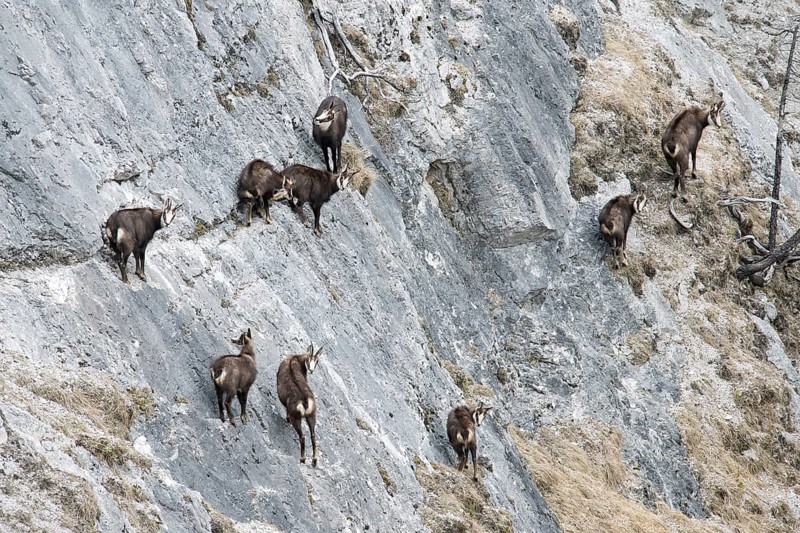 Chamois