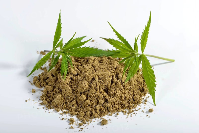 Common hemp