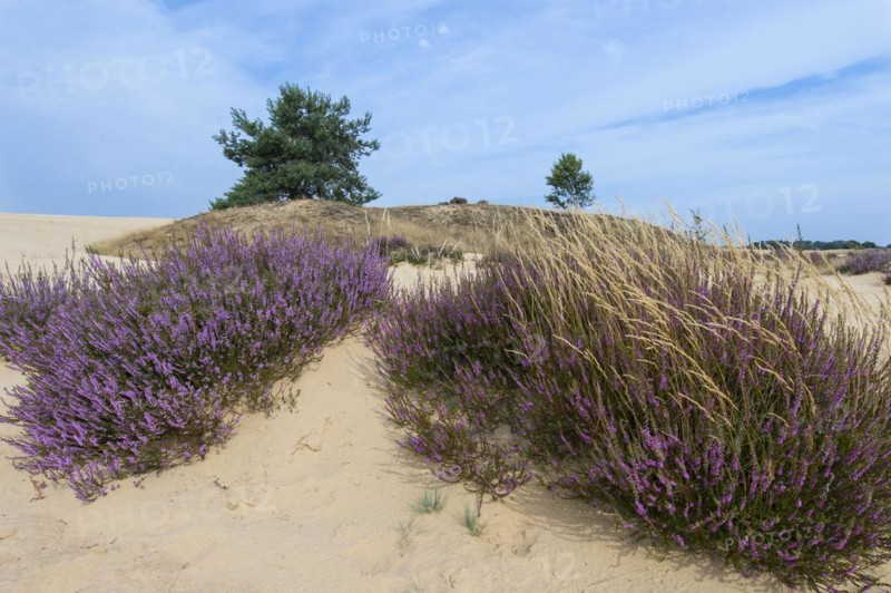 Common Heather