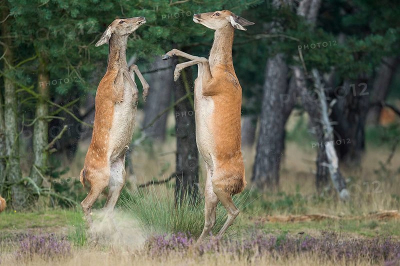 Red deer