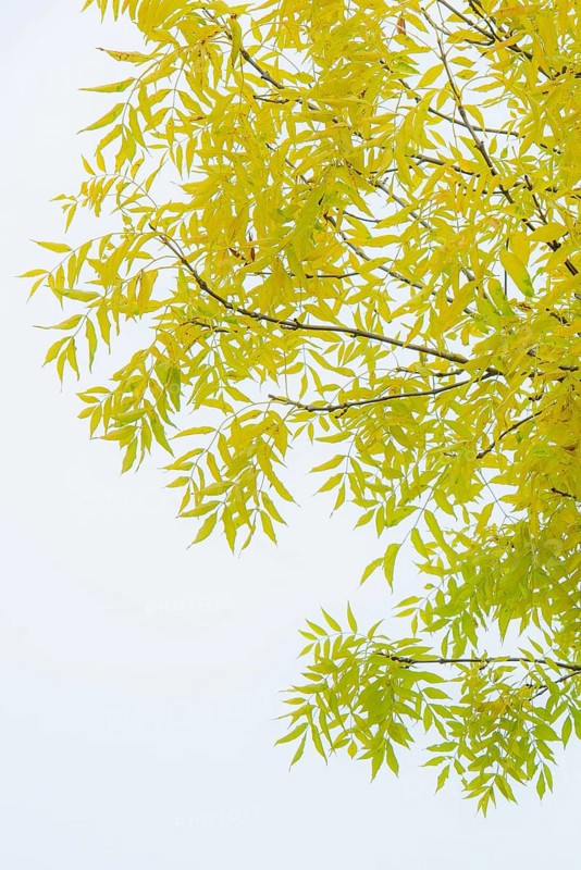 Pecantree