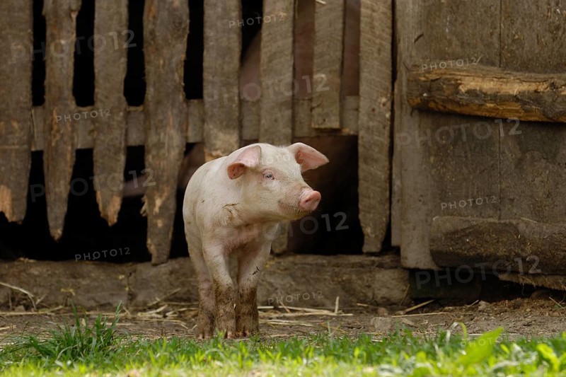 Domestic pig