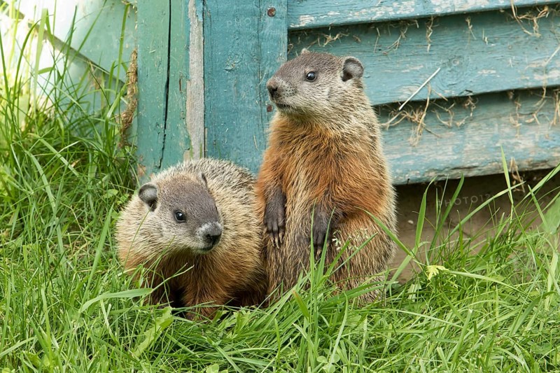 Woodchucks